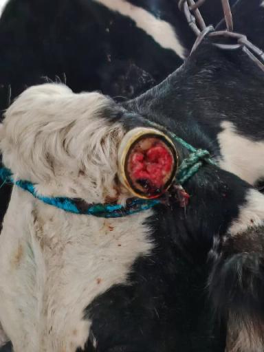 Обезвоживание.