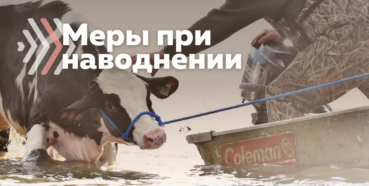 Рекомендации для животноводов, пострадавших от наводнения