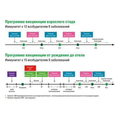 Схема вакцинации крс