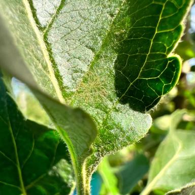 Внимание! Парша яблони