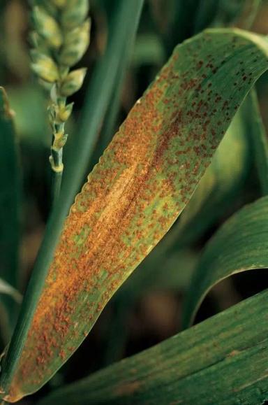 Угроза: Бурая листовая ржавчина