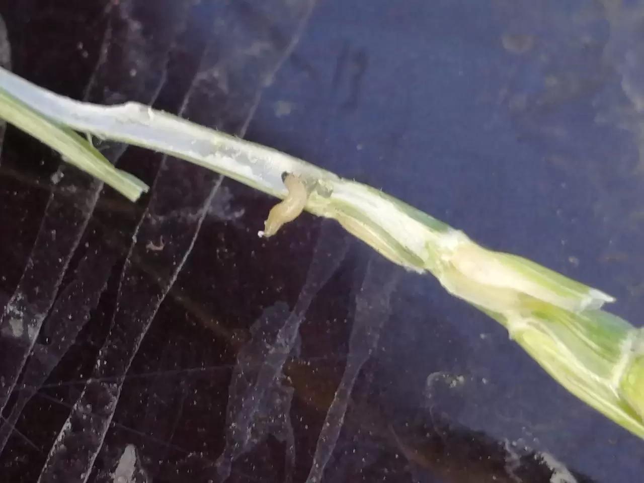 Вопросы из чатов: что за вредитель?