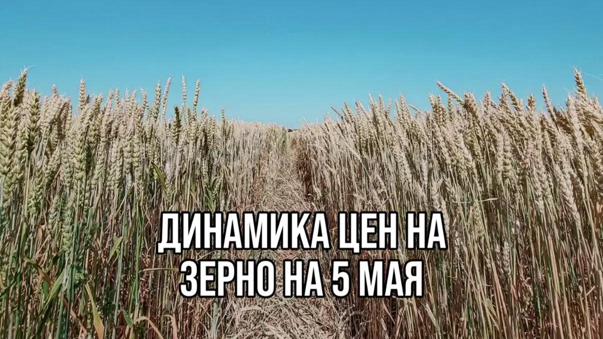 ДИНАМИКА ЦЕН НА ЗЕРНО НА 5 МАЯ
