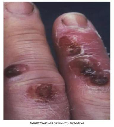 Харвуд – "Ветеринарное руководство по здоровью и благополучию коз". Гл. 14, ч. 2