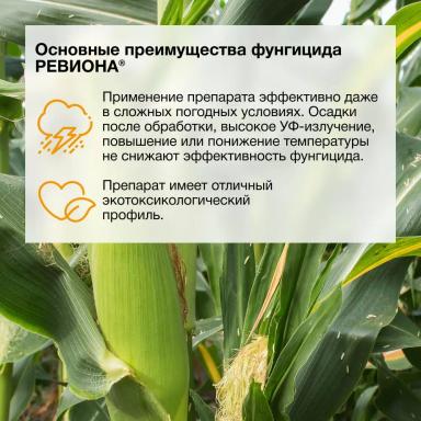 Первые результаты применения фунгицида РЕВИОНА®