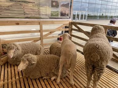 Артлухский меринос - порода овец 