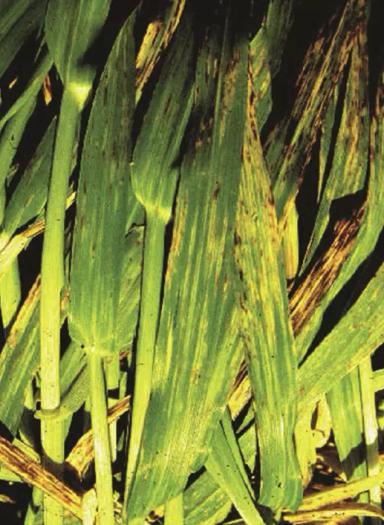 Профилактика и борьба с вирусами мозаики злаков