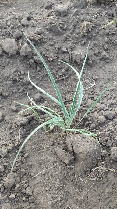 Что за сорняк?