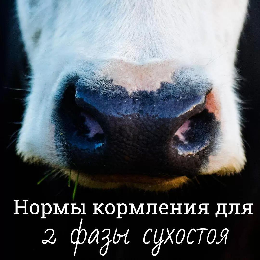 Нормы кормления для 2го сухостоя 🐄🐃🐂