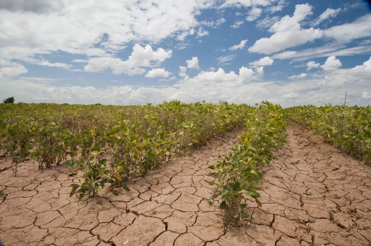 Климатические риски в сельском хозяйстве –«новая реальность»?
