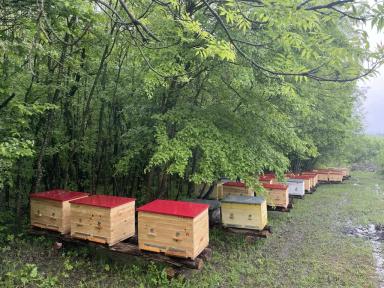 Создание ЭКО-пасеки под ключ