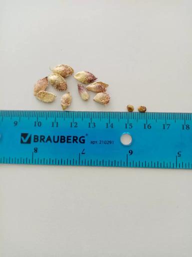 Подскажите что это? Растет на полях пшеницы.