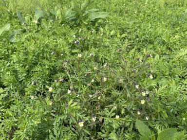 Защита растений