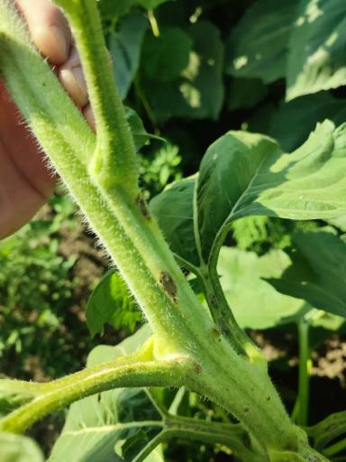 Подскажите что с подсолнечником? 