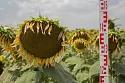 Реванш - гибрид подсолнечника ( Helianthus annuus L.)