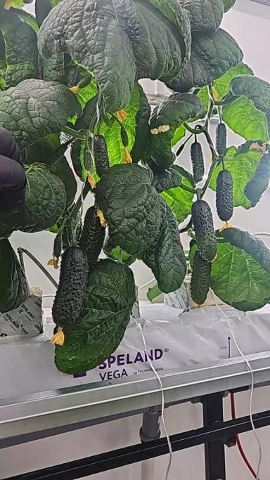 Можно ли получить грант на вертикальную ферму — разбираю все варианты