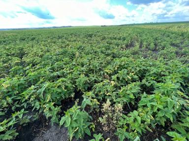 Секреты системы питания сои