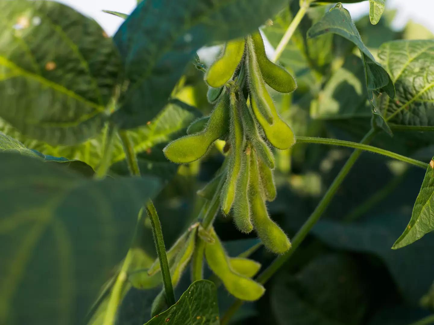 БАШКИРИЯ УЧИТСЯ ВМЕСТЕ С «СОКО»