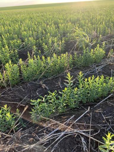 Фитотоксичность на льне от использования гербицидов