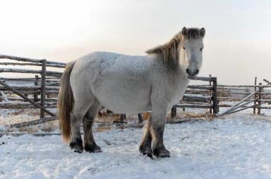 Якутская порода лошадей