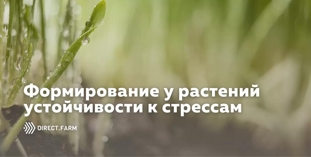 Способы повышения иммунитета растений