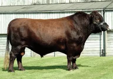 Линкольнская красная порода коров