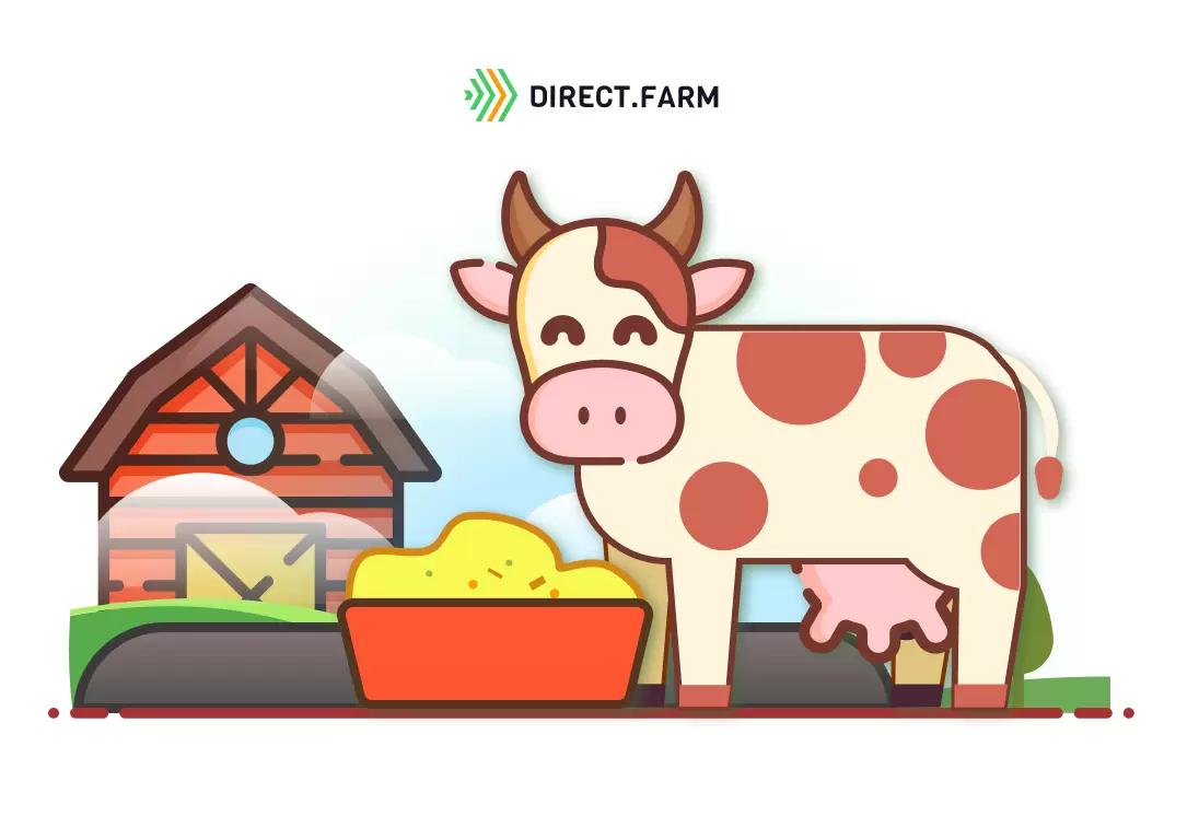 Что будет, если кормить коров "молодым" силосом?