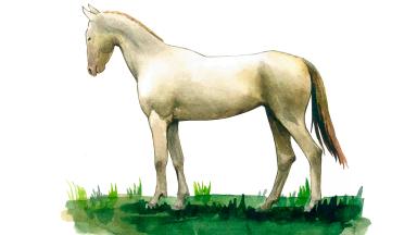 Ахалтекинская порода