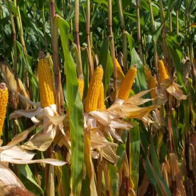 МАС 20.А - гибрид кукурузы ( Zea mays L.).