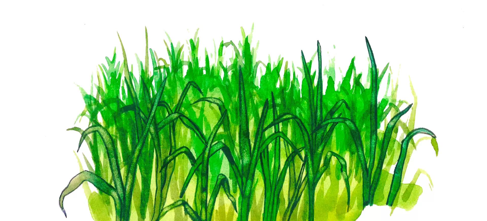 Зеленая масса овса