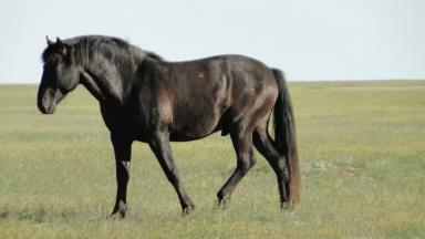 Кушумская порода лошадей