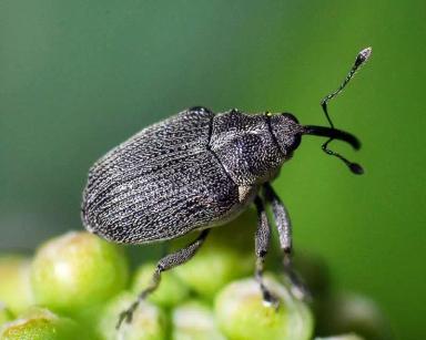 Скрытнохоботник семенной рапсовый