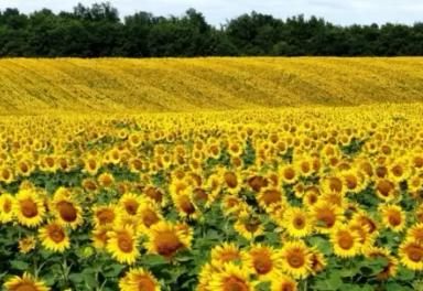 П 62 ЛЕ 122 -  гибрид подсолнечника Пионер