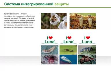 Луна Транквилити – опыт применения фунгицида