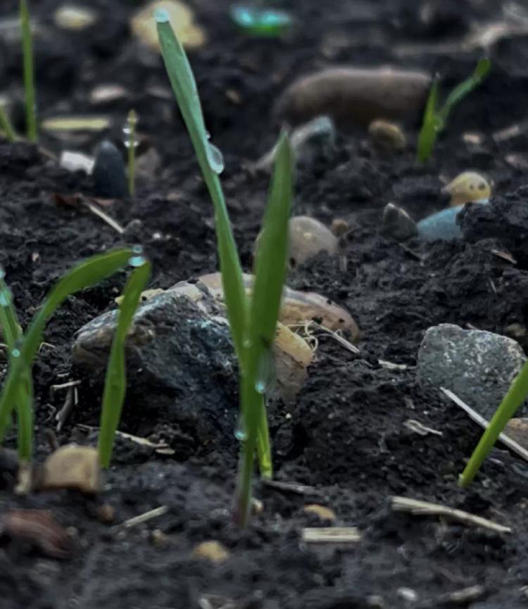 КАК ЖЕ УВЕЛИЧИТЬ ПРОДУКТИВНОСТЬ ОЗИМЫХ ЗЕРНОВЫХ?