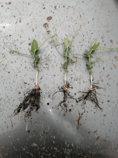 Эфективность Препарата ТОР