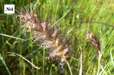 Что здесь лишнее?