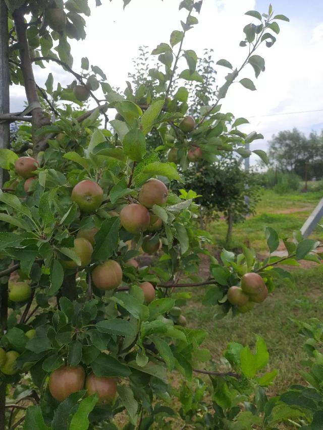 Садоводство