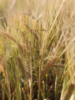 Ячмень яровой Калькюль