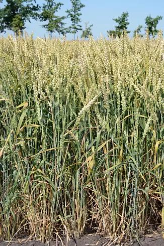 Тимирязевка 150