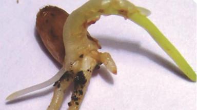 Питиозная корневая гниль