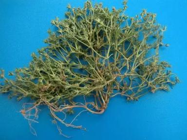 Дивала однолетняя