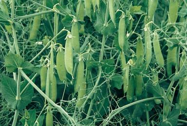 Мадонна (MADONNA)