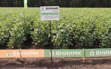 Сорта сои ФНЦ ВНИИМК им.В.С.Пустовойта