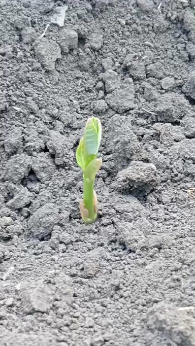 Ваточник сирийский.