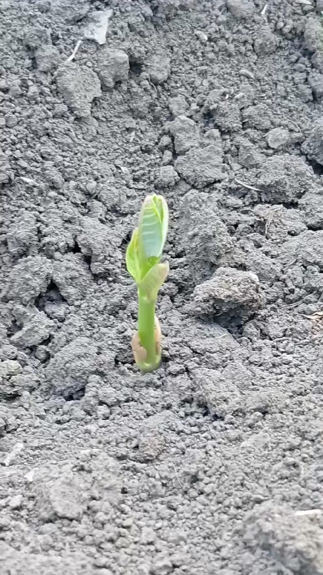 Ваточник сирийский.