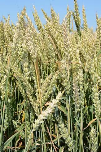 Тимирязевка 150