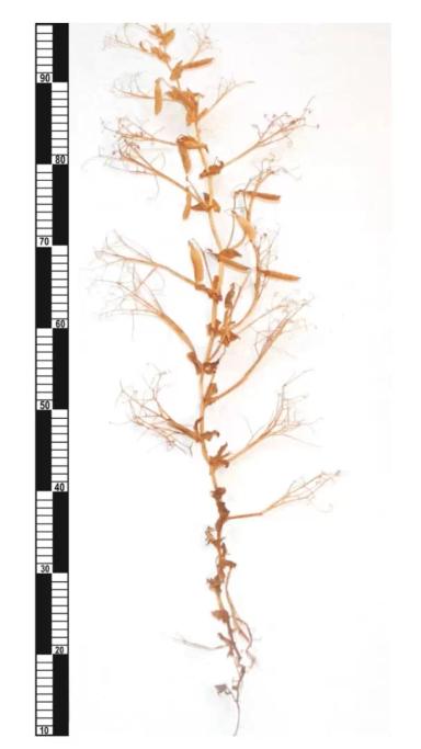 Донец горох