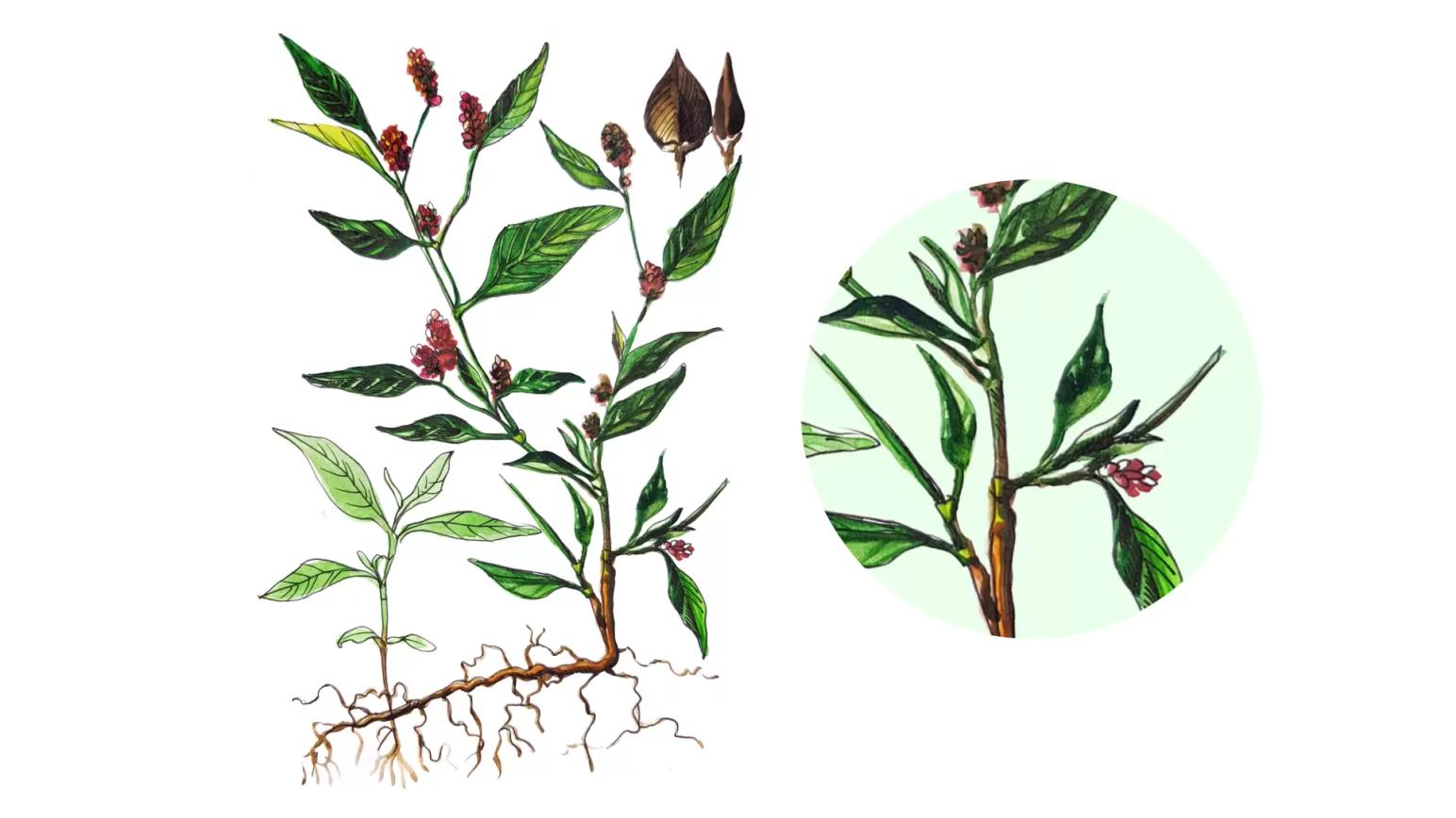 Горец почечуйный