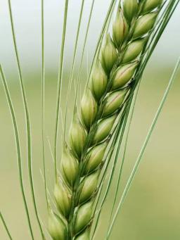 Ячмень яровой Грэйс